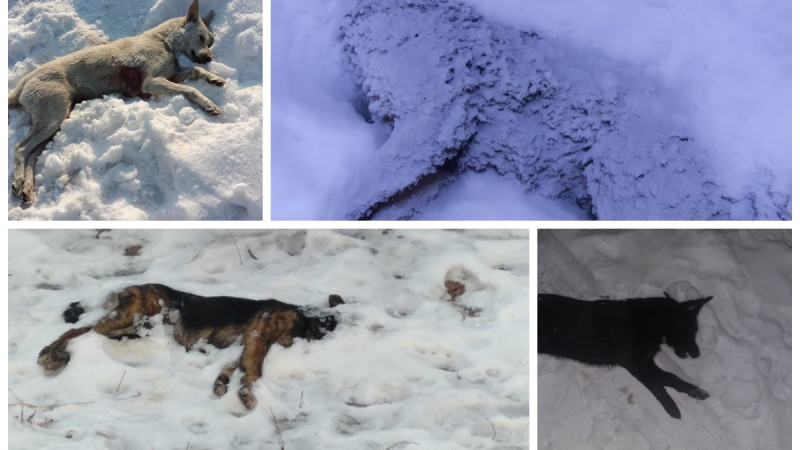 Фото предоставлено волонтерами