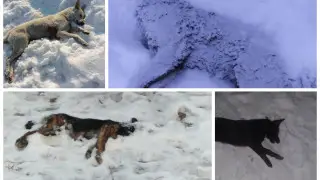 В Талгаре жители требуют прекратить массовое убийство собак