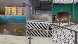 “Бегемот в фекалиях, слоны в коробках“: возмущенный посетитель снял видео в зоопарке Алматы