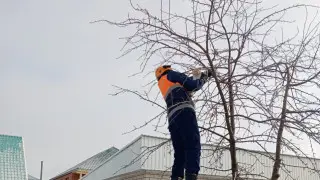 Забравшийся на дерево котенок “вызвал“ спасателей в Актобе