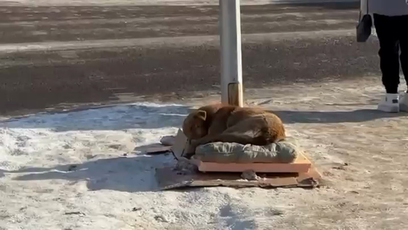 Кадры из видео