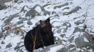 Медведи вынудили власти Японии принять неожиданное решение