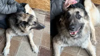 Не понимает, почему его бросили. О печальной судьбе собаки из Петропавловска