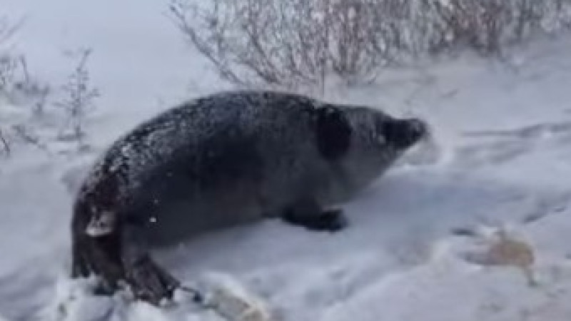 Кадр из видео