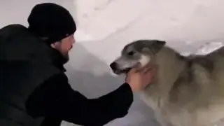 Волк или собака? Видео с загадочным животным вызвало споры