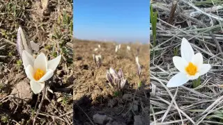 Цветок за 11 миллионов: в заповеднике Аксу-Жабаглы расцвел шафран