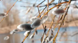 Дожди и тепло до 30 градусов: какая погода ждет Казахстан 18 марта