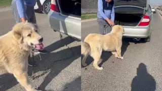 Стер лапы в кровь: видео с издевательством над собакой потрясло казахстанцев