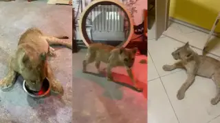 В Астане незаконно держали львенка на СТО