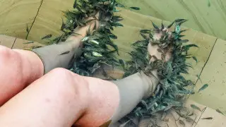 Пилинг рыбками: турист предупредил об опасности популярной спа-процедуры