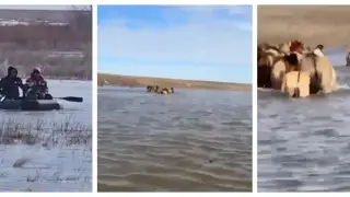 Десятки лошадей вывели из полноводной реки в Актюбинской области