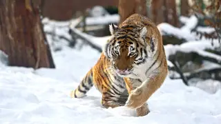 Еще четырех тигров привезут в Казахстан из России