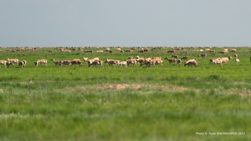 Фото ©️ Турар Казангапов