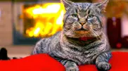 Кошка устроила пожар в квартире. Поможет ли страховка