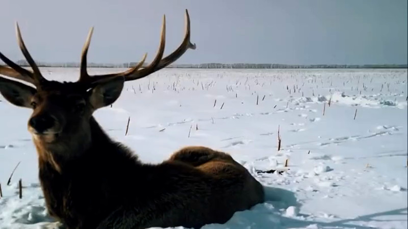 Кадры из видео