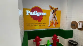 В аэропорту Алматы открылась первая специализированная зона для животных