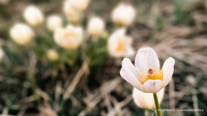 Фото ©️ Tengrinews.kz / Турар Казангапов