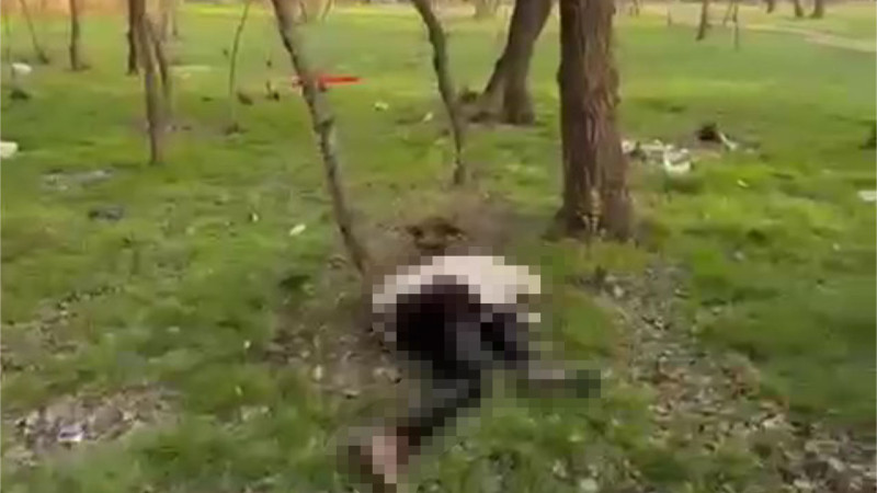 Кадр из видео