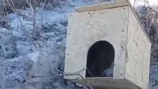 “С профессиональным садизмом“: расправа над щенком попала на видео в ВКО