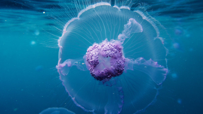 ©depositphotos/_italo_