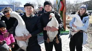 Гусиные бега и кулинарный конкурс: В СКО прошел уникальный фестиваль