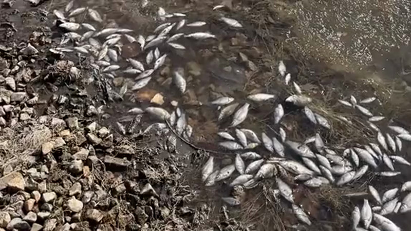 Кадры из видео