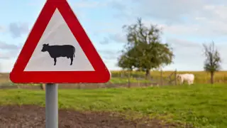 Скот стал чаще выходить на дороги: кто виноват и кого накажут за ДТП