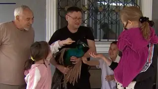 Алматинец нашел на улице павлина и не знает, куда его деть