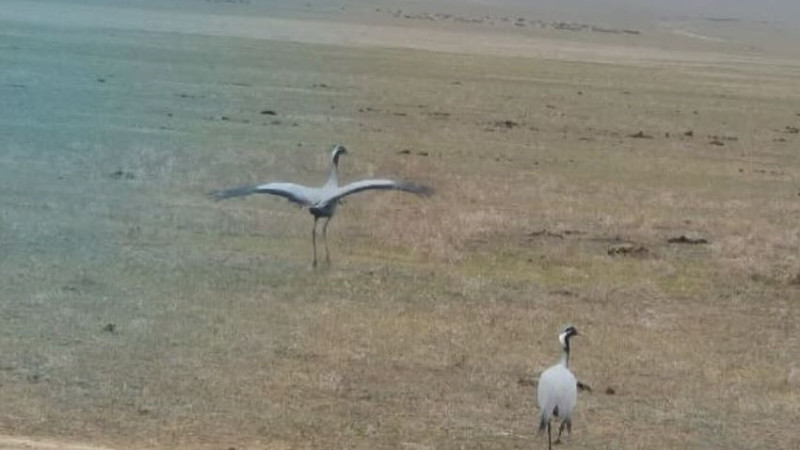 Фото: instagram.com/qazaqormany