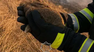Не жечь сухую траву призвали в  МЧС - сейчас там поселились первые зайчата
