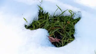 Заморозки возвращаются: где в Казахстане похолодает 12 апреля