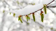 Снег и заморозки - погода в Казахстане подкинет сюрпризы