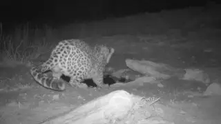 В Устюртском заповеднике запечатлели редкого хищника