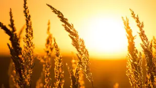 Не хватает людей, техники и денег: в Казахстане ждут аномальную жару