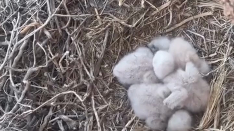 Кадры из видео