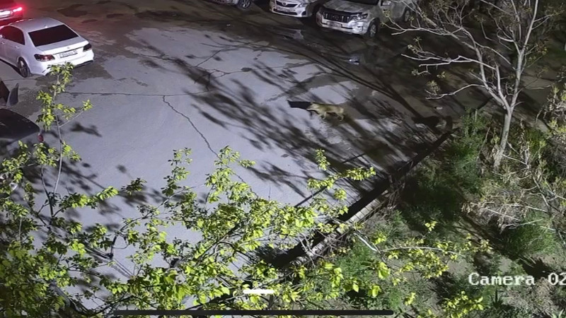 Кадры из видео