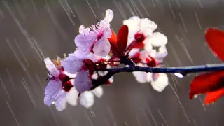 Тепло до +25, местами пройдут дожди: о погоде в Казахстане на 20 апреля