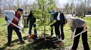 Более 100 тысяч деревьев посадят в СКО