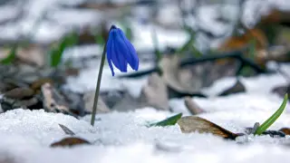 Синоптики предупредили о заморозках в Казахстане