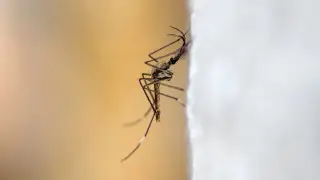 “Каждый сезон - сюрпризы“: на огромных комаров пожаловалась жительница Астаны