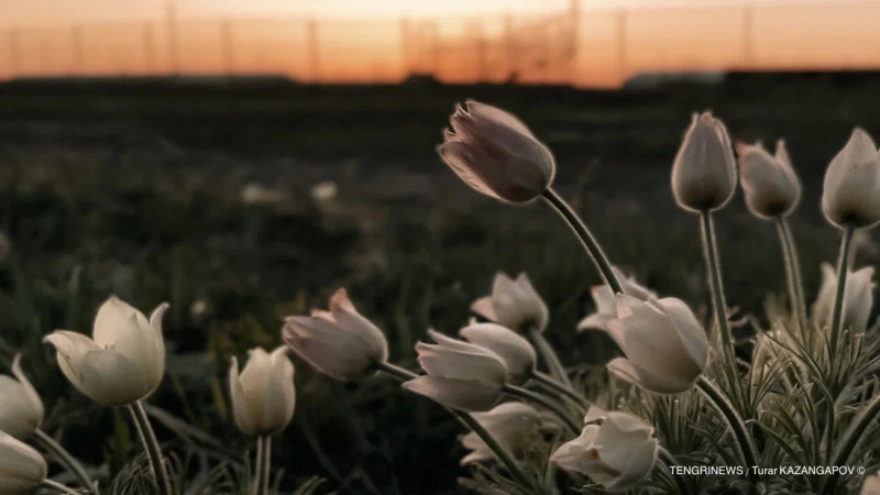 Фото ©️ Tengrinews.kz / Турар Казангапов
