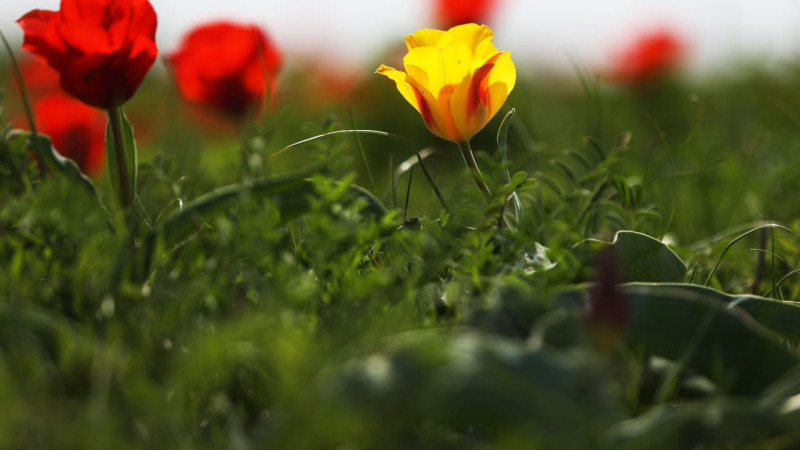 Фото: пресс-служба акима Жамбылской области.