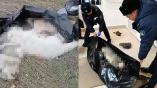 Мешок с трупами собак: волонтеры заподозрили сокрытие улик в Аркалыке