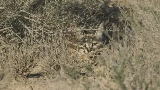 Сотрудник Устюртского заповедника сумел сфотографировать каракала