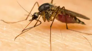 Обработка подвалов и водоемов - в Астане начали борьбу с комарами