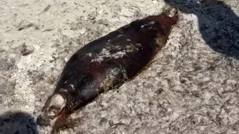 Кадр из видео