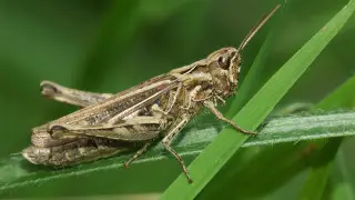 Сколько потратят на борьбу с саранчой в Казахстане в этом году