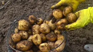 “Физически привлекательный“. В Минсельхозе объяснили высокую цену на молодой картофель