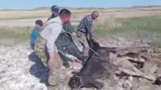 Увязшую в грязи лошадь вытащили через три дня в области Абай