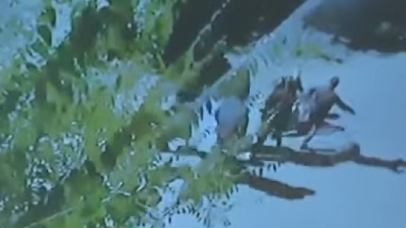 Кадр из видео